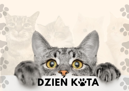 DZIEŃ KOTA